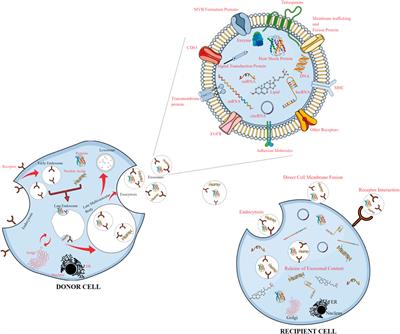 Exosome-encapsulated ncRNAs: Emerging yin and yang  - Frontiers